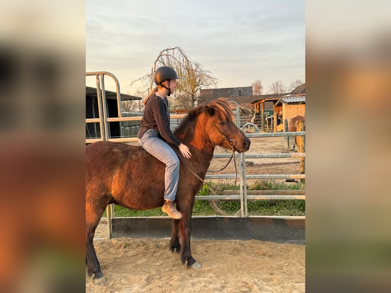IJslander Ruin 7 Jaar 135 cm Zwart in Butjadingen
