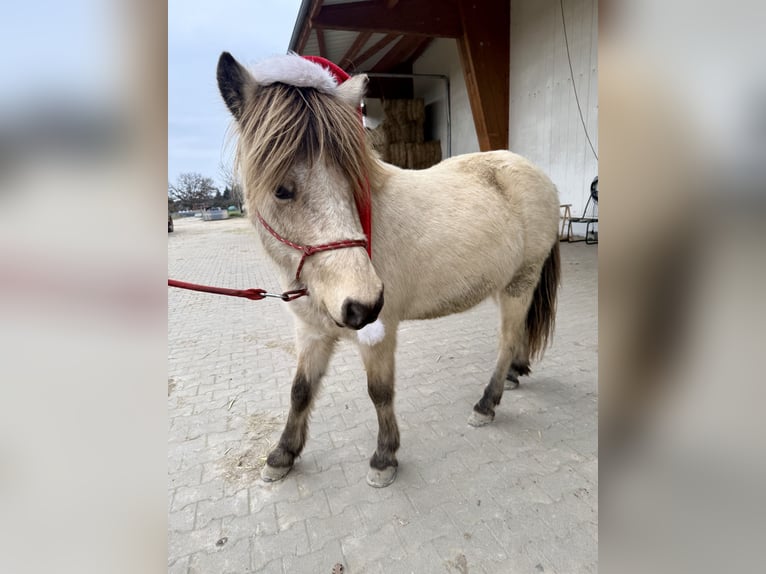 IJslander Ruin 7 Jaar 136 cm Buckskin in Liederbach am Taunus