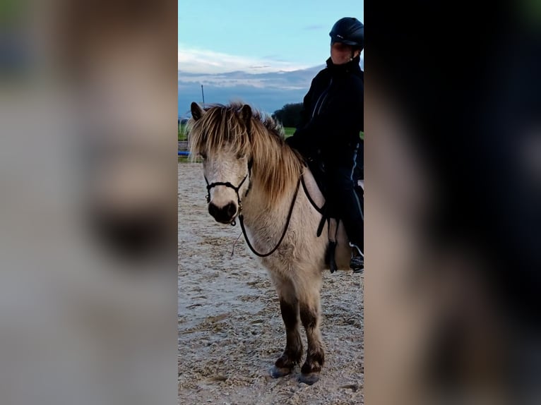IJslander Ruin 7 Jaar 136 cm Buckskin in Liederbach am Taunus