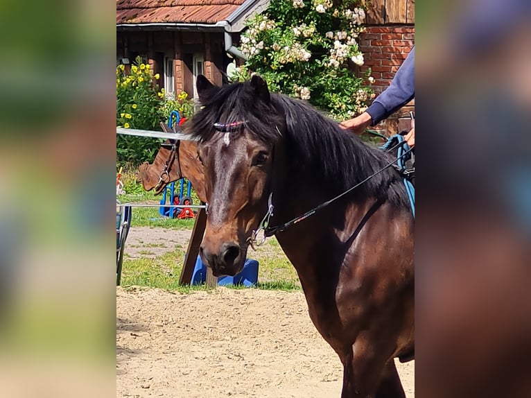 IJslander Ruin 7 Jaar 136 cm Donkerbruin in Warendorf