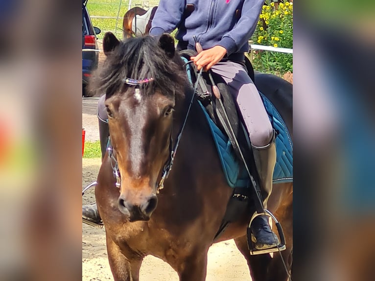 IJslander Ruin 7 Jaar 136 cm Donkerbruin in Warendorf