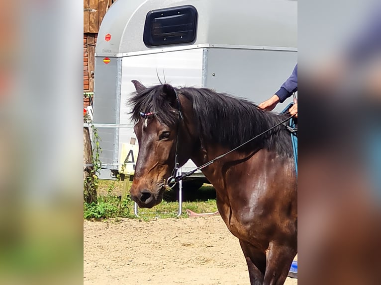IJslander Ruin 7 Jaar 136 cm Donkerbruin in Warendorf