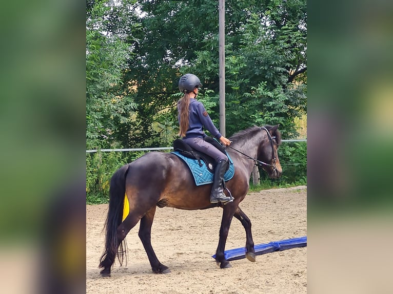 IJslander Ruin 7 Jaar 136 cm Donkerbruin in Warendorf