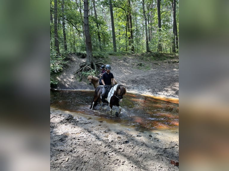 IJslander Ruin 7 Jaar 136 cm Gevlekt-paard in Nienhagen