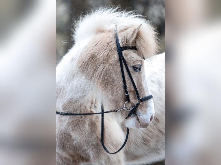 IJslander Ruin 7 Jaar 136 cm Gevlekt-paard in HöchFlachau