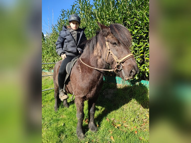 IJslander Ruin 7 Jaar 136 cm Zwart in Witten