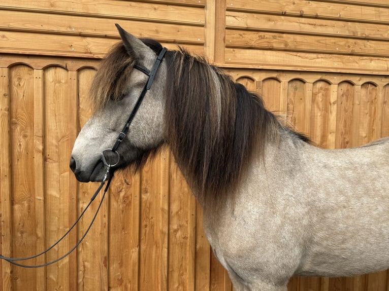 IJslander Ruin 7 Jaar 138 cm Buckskin in Mining