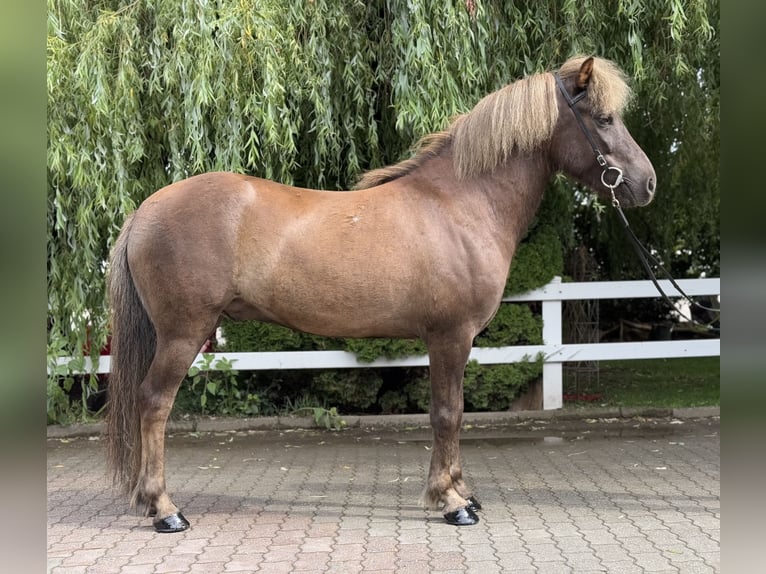 IJslander Ruin 7 Jaar 138 cm Donkere-vos in Lochen am See