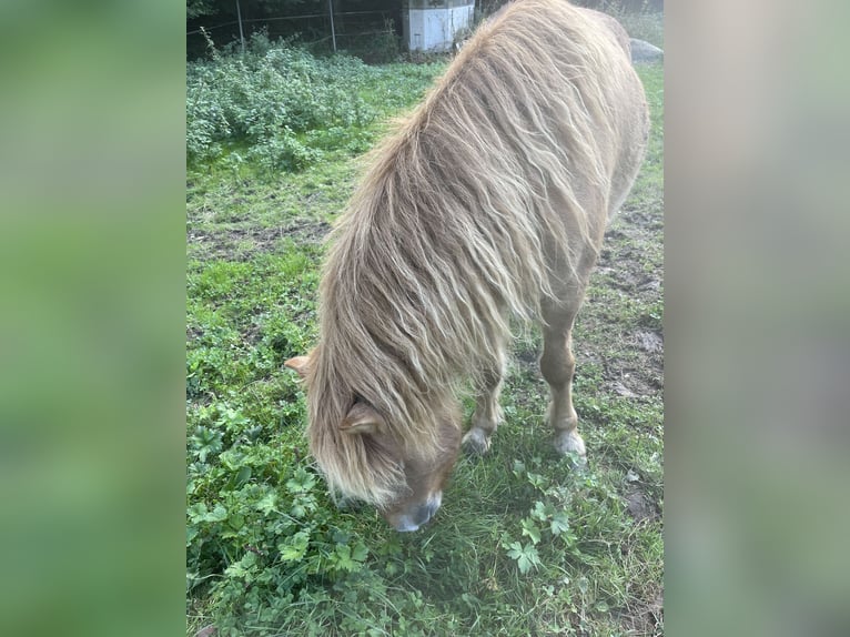 IJslander Ruin 7 Jaar 138 cm Falbe in Oberotterbach