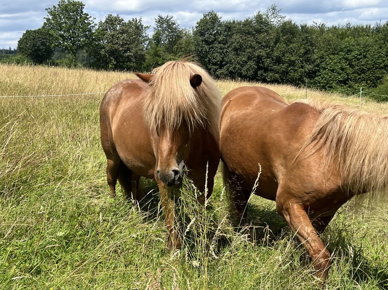 IJslander Ruin 7 Jaar 138 cm Vos in Königswinter