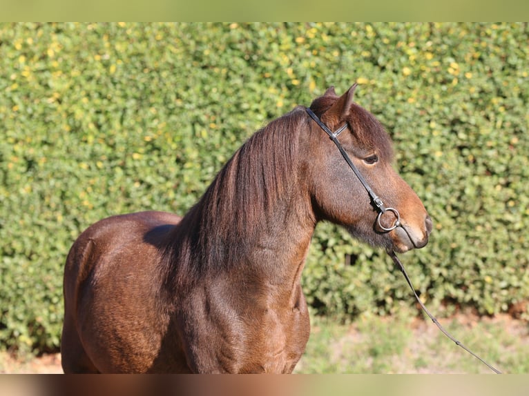 IJslander Ruin 7 Jaar 139 cm Bruin in Dohm-Lammersdorf