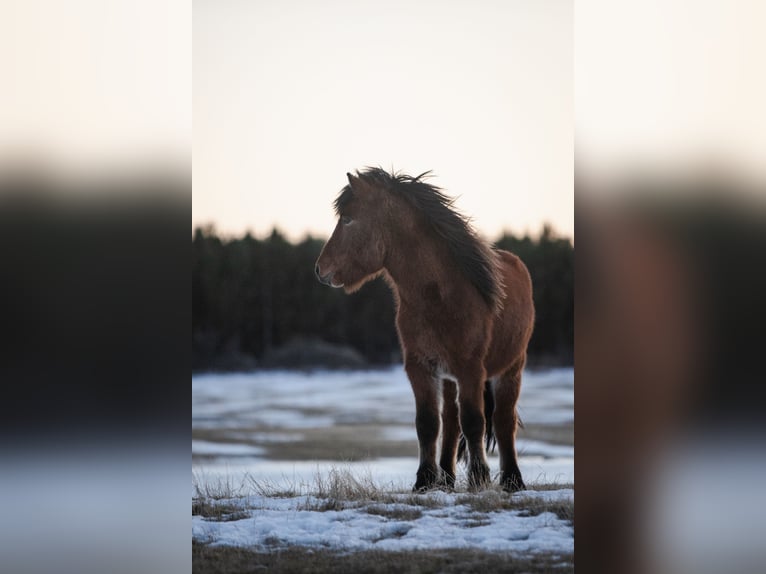 IJslander Ruin 7 Jaar 140 cm Bruin in Selfossi