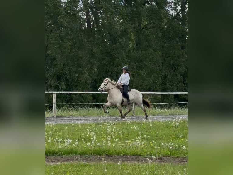 IJslander Ruin 7 Jaar 140 cm Buckskin in Viersdorf