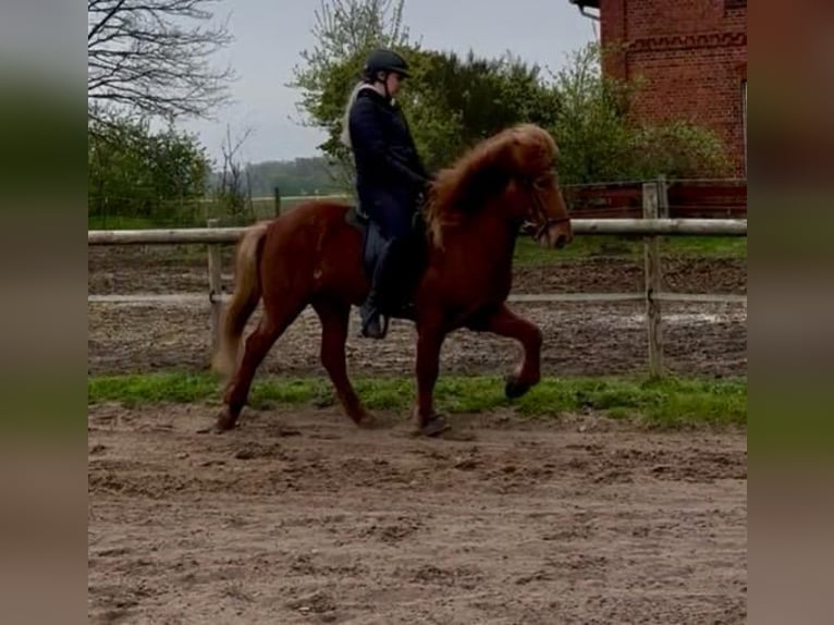IJslander Ruin 7 Jaar 140 cm Vos in Martfeld