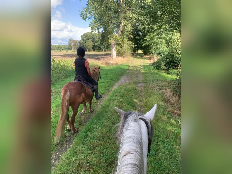 IJslander Ruin 7 Jaar 140 cm Vos in Martfeld