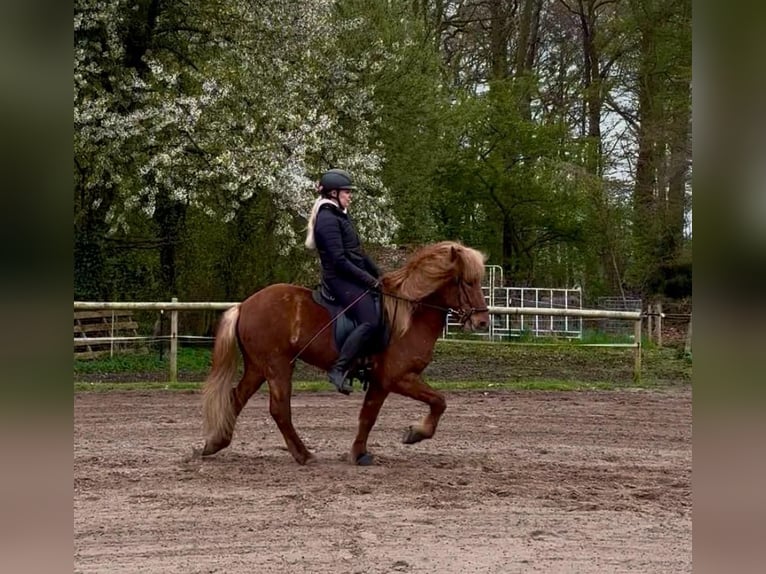 IJslander Ruin 7 Jaar 140 cm Vos in Schwarme