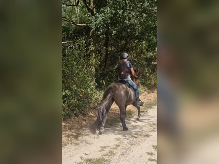 IJslander Ruin 7 Jaar 141 cm Falbe in Waldfeucht