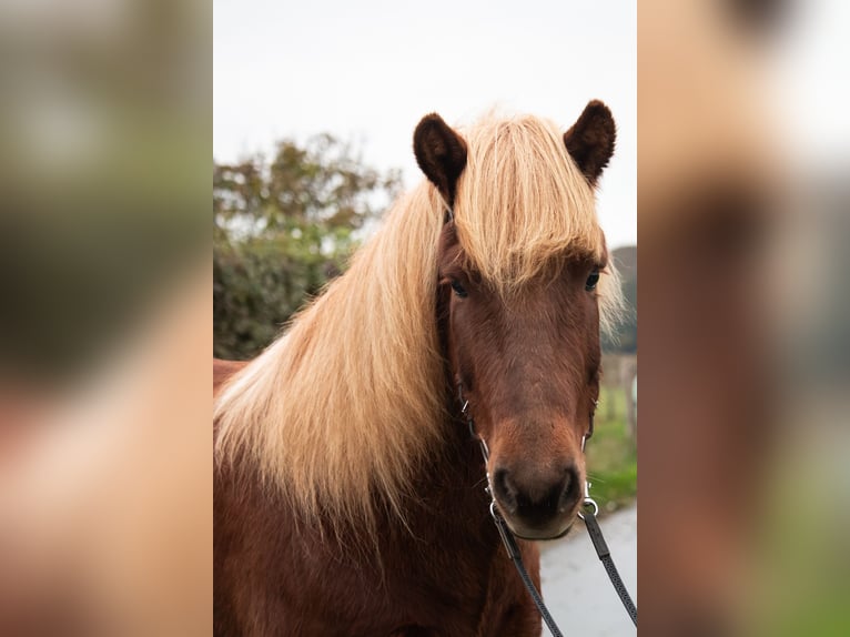 IJslander Ruin 7 Jaar 141 cm Vos in Wuppertal
