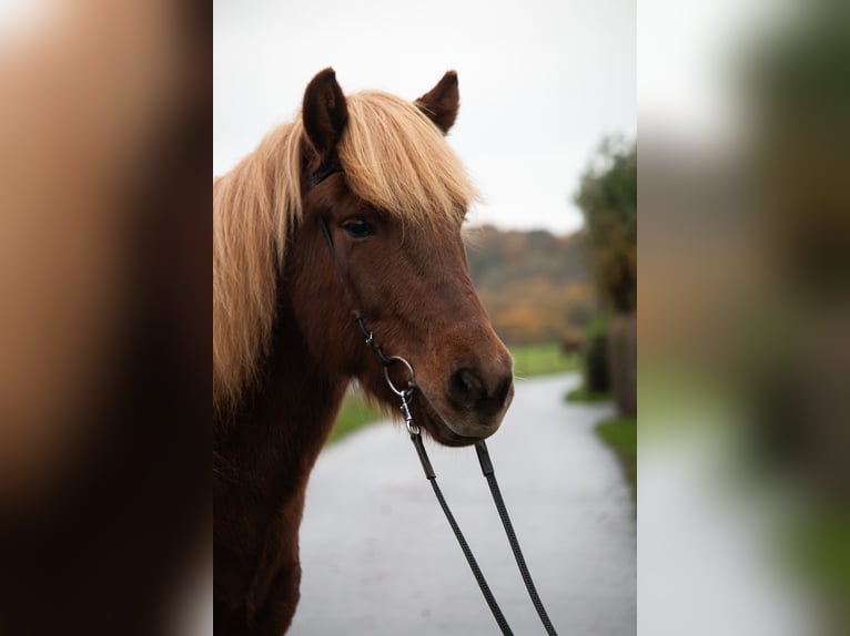 IJslander Ruin 7 Jaar 141 cm Vos in Wuppertal
