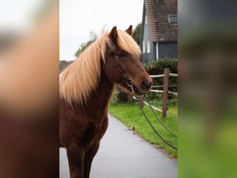 IJslander Ruin 7 Jaar 141 cm Vos in Wuppertal