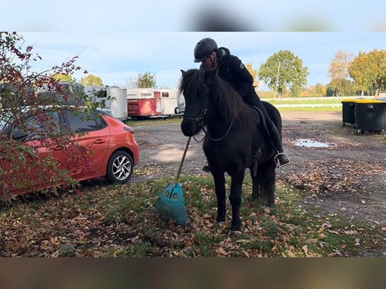 IJslander Ruin 7 Jaar 142 cm Zwart in Schneverdingen