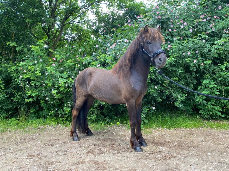 IJslander Ruin 7 Jaar 142 cm Zwart in L&#xFC;dersburg