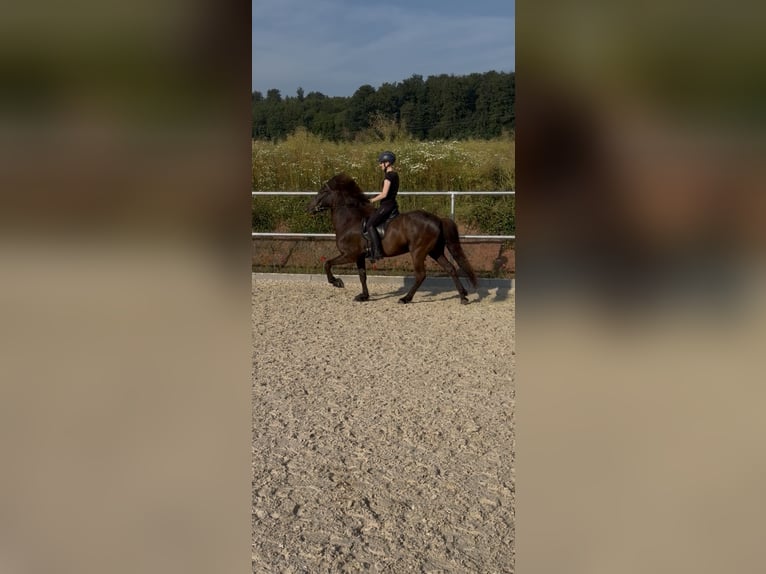 IJslander Ruin 7 Jaar 143 cm Zwart in Bad Emstal