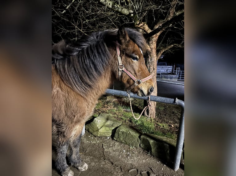 IJslander Ruin 7 Jaar 144 cm Bruin in Oberstenfeld
