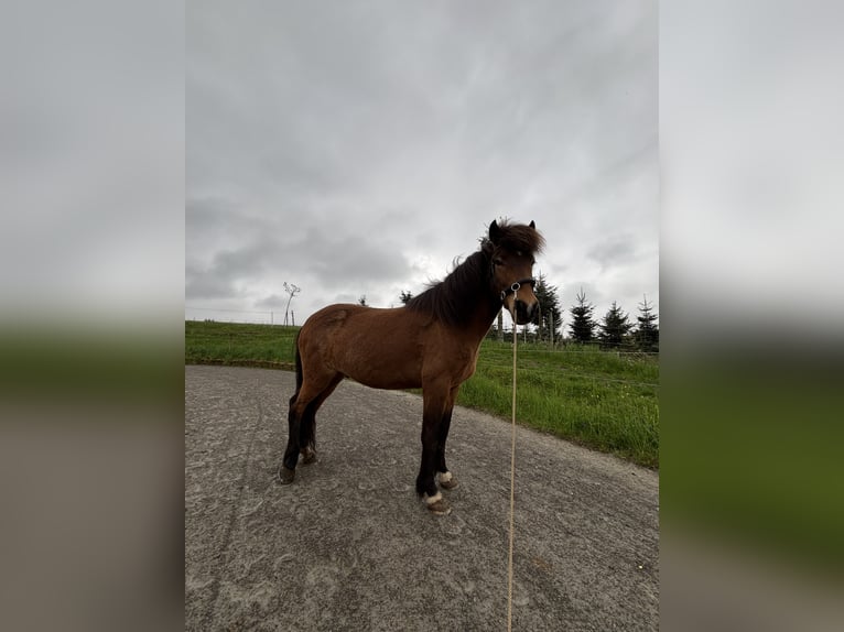 IJslander Ruin 7 Jaar 144 cm Bruin in Oberstenfeld
