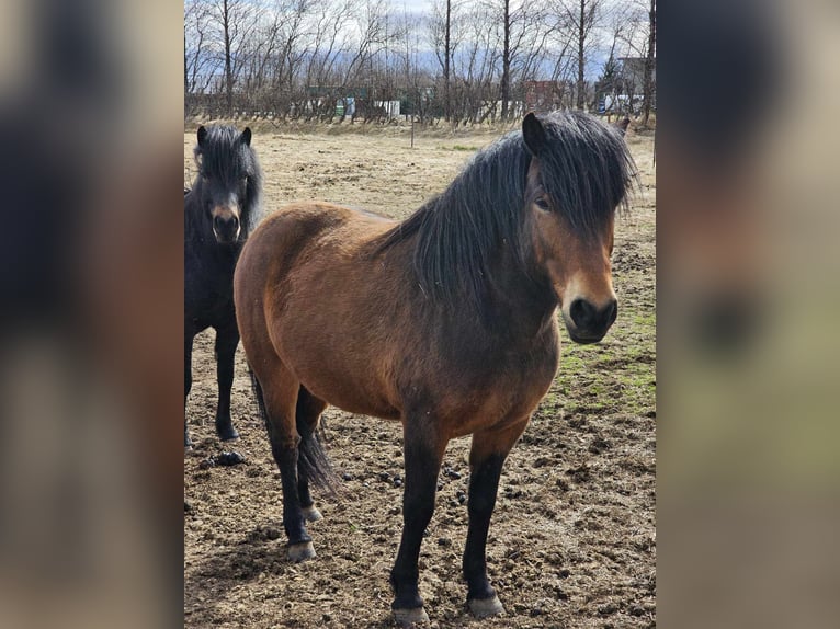 IJslander Ruin 7 Jaar 147 cm Roodbruin in Hellu