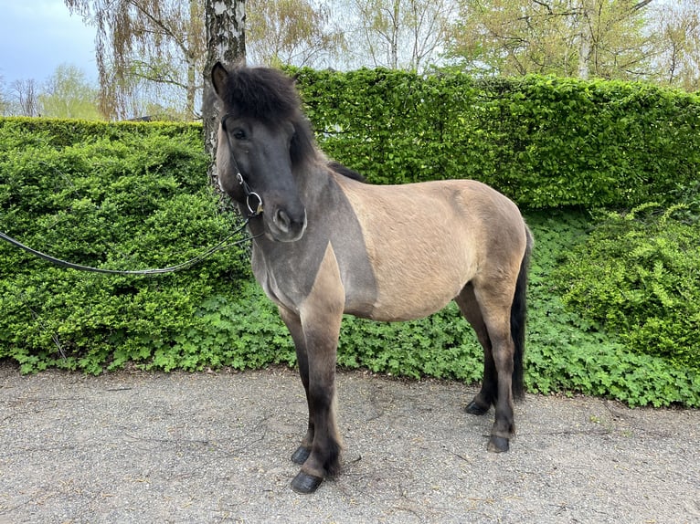 IJslander Ruin 7 Jaar 149 cm Falbe in Alfter