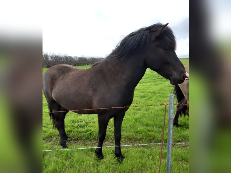 IJslander Ruin 7 Jaar 150 cm Zwart in Hella