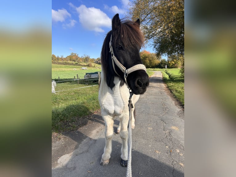 IJslander Ruin 8 Jaar 134 cm Gevlekt-paard in Königswinter