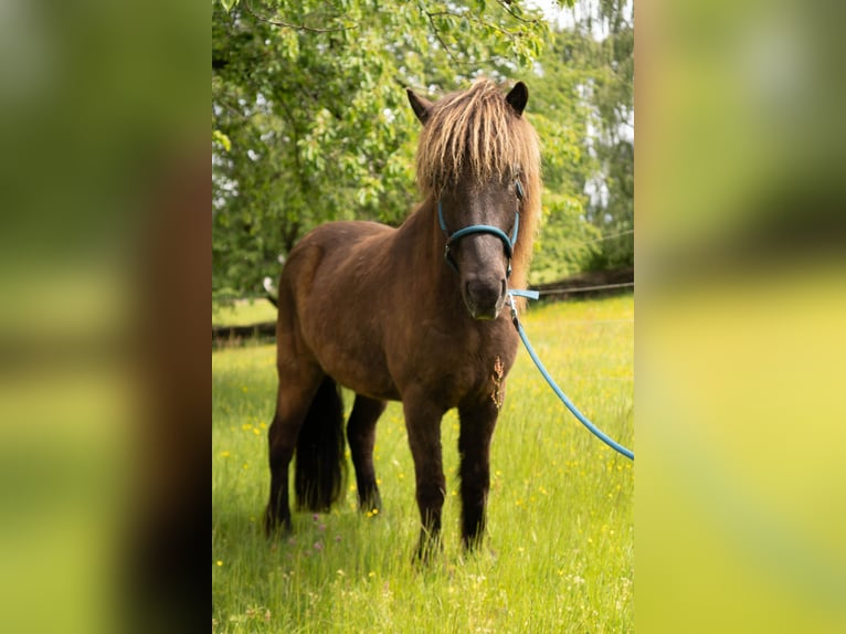 IJslander Ruin 8 Jaar 136 cm Zwart in Uehlfeld