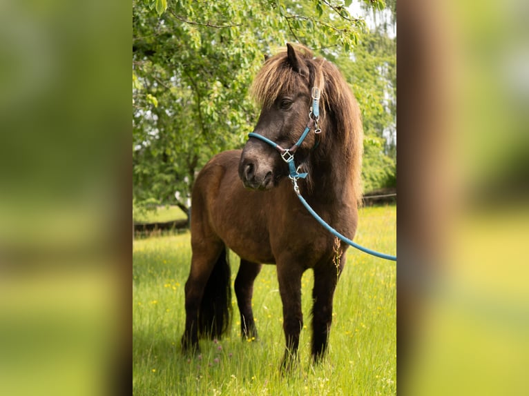 IJslander Ruin 8 Jaar 136 cm Zwart in Uehlfeld