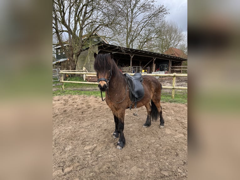 IJslander Ruin 8 Jaar 138 cm Bruin in Bosau