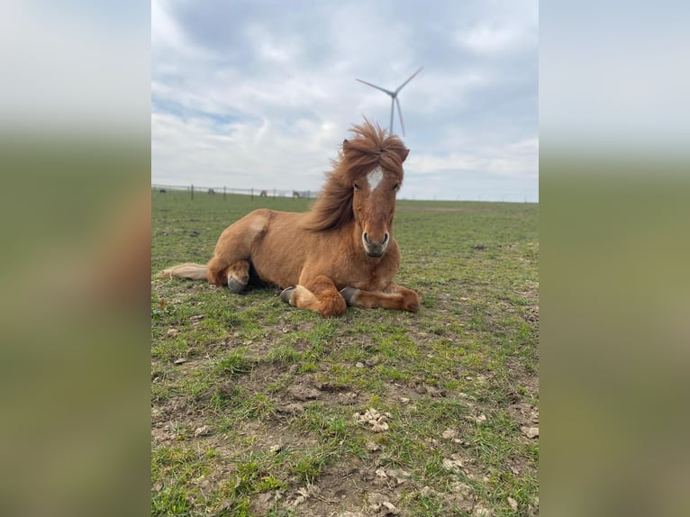 IJslander Ruin 8 Jaar 138 cm Falbe in Dorsten