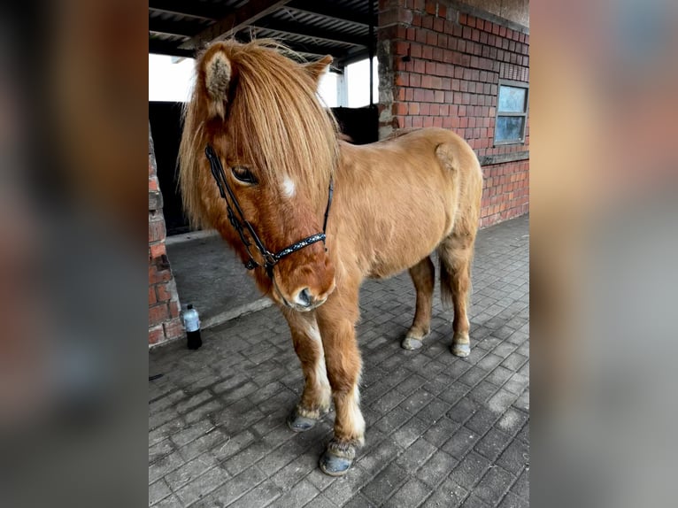 IJslander Ruin 8 Jaar 138 cm Falbe in Dorsten