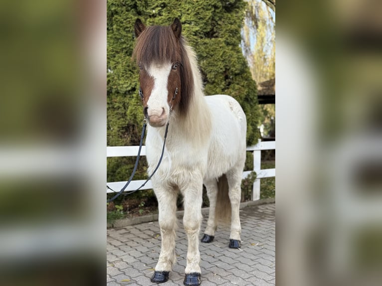 IJslander Ruin 8 Jaar 138 cm Gevlekt-paard in Lochen am See