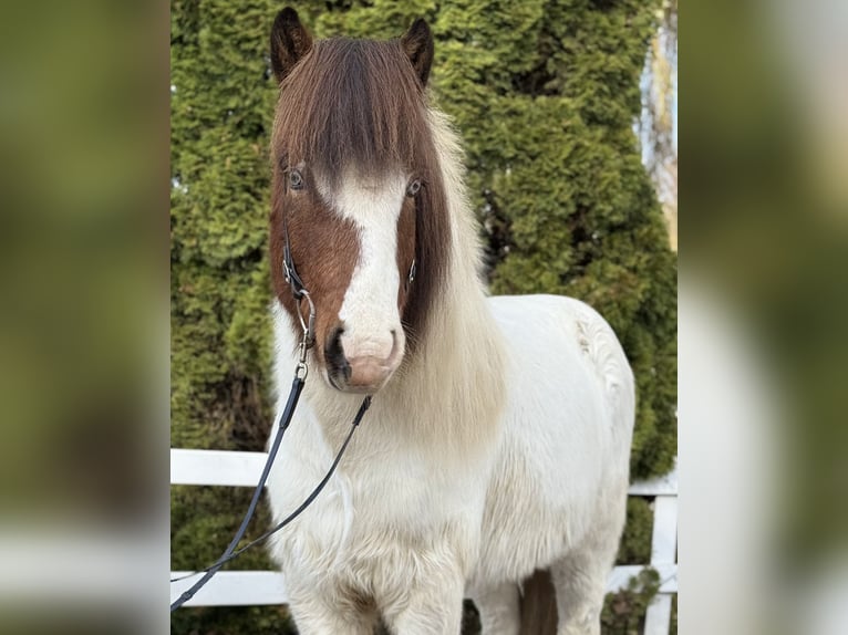IJslander Ruin 8 Jaar 138 cm Gevlekt-paard in Lochen am See