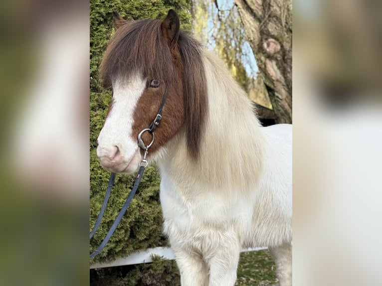 IJslander Ruin 8 Jaar 138 cm Gevlekt-paard in Lochen am See