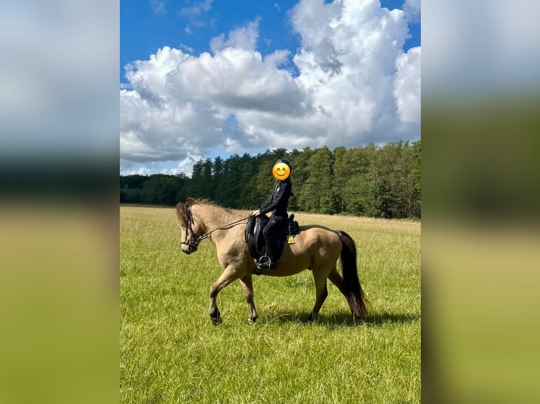 IJslander Ruin 8 Jaar 139 cm Buckskin in Ratingen