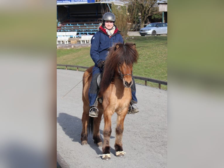 IJslander Ruin 8 Jaar 139 cm Falbe in Bad Honnef
