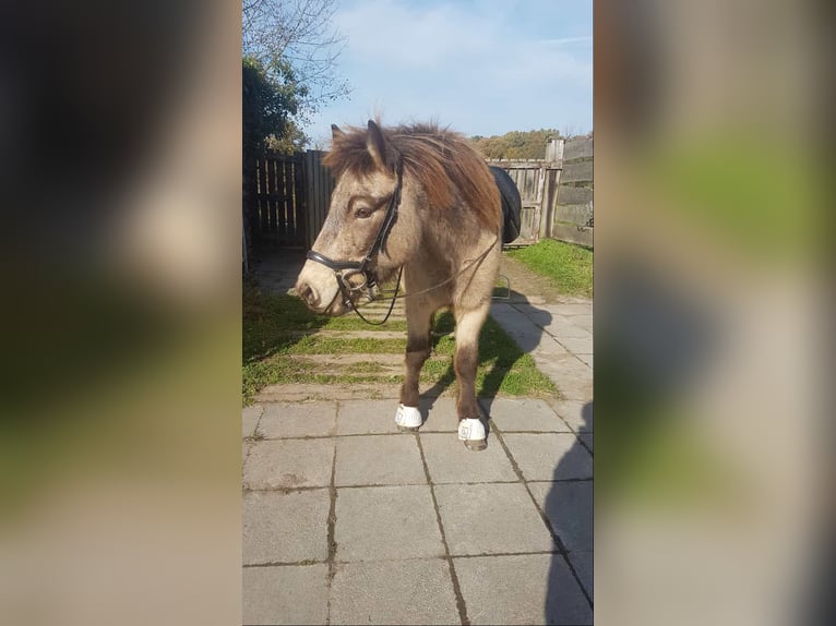 IJslander Ruin 8 Jaar 140 cm Buckskin in Alfter