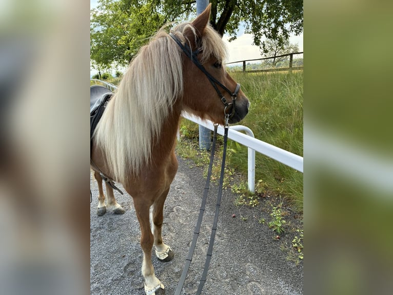 IJslander Ruin 8 Jaar 140 cm Vos in Pöttmes