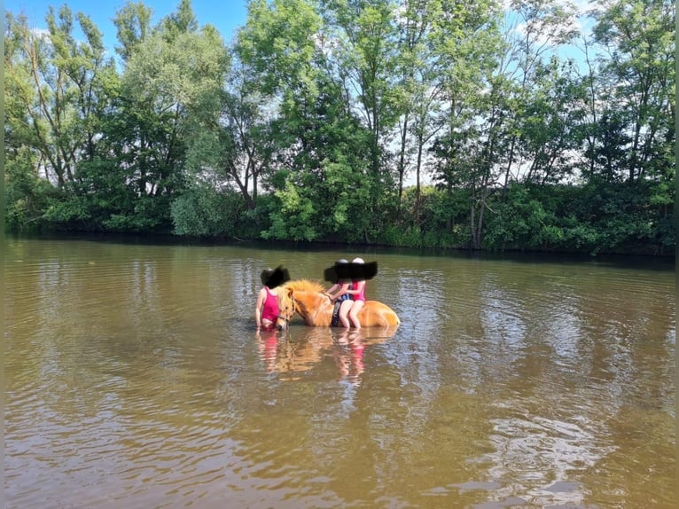 IJslander Ruin 8 Jaar 140 cm Vos in Soltau