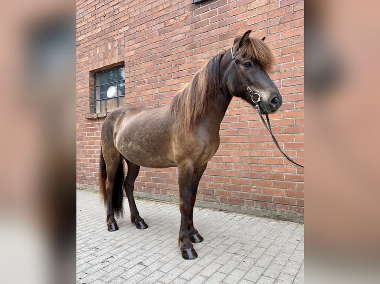 IJslander Ruin 8 Jaar 140 cm Zwartbruin in Lengerich
