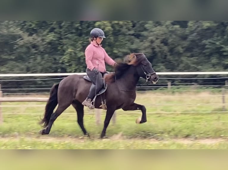 IJslander Ruin 8 Jaar 140 cm Zwartbruin in Lengerich