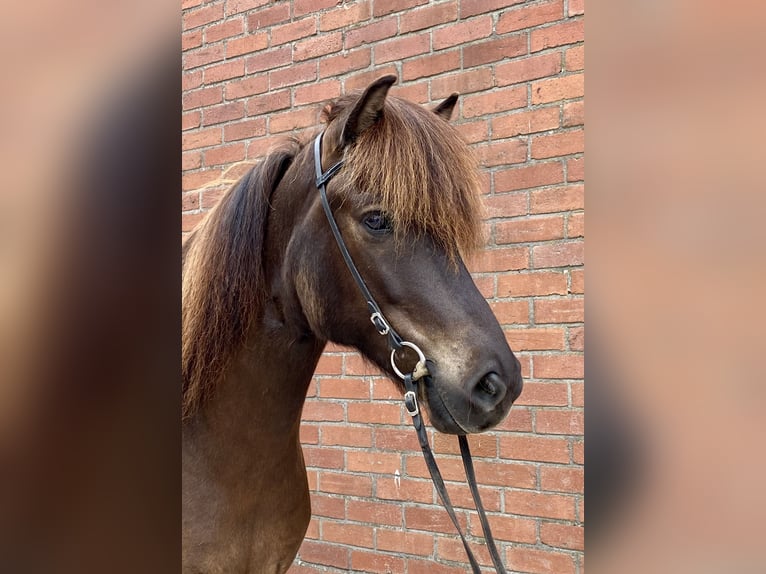 IJslander Ruin 8 Jaar 140 cm Zwartbruin in Lengerich