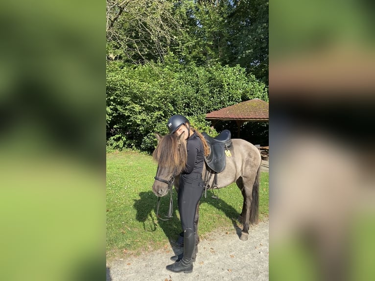 IJslander Ruin 8 Jaar 143 cm Falbe in Himmelpforten